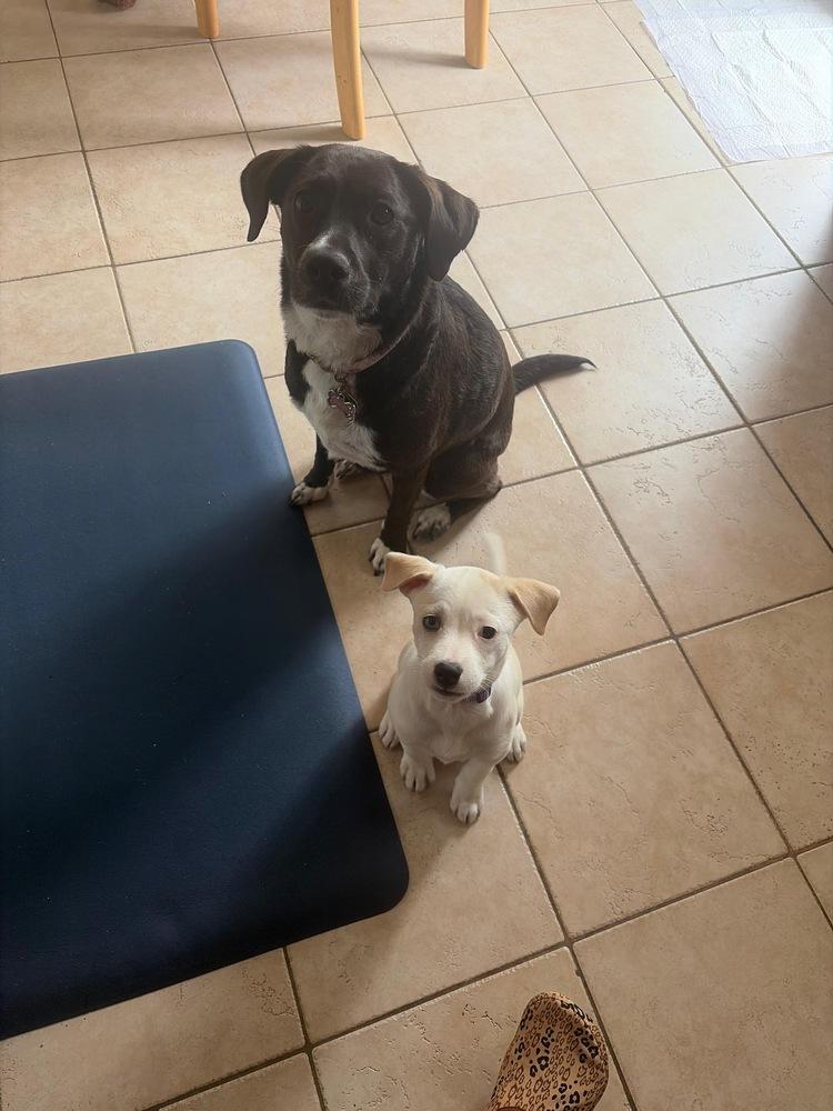 Enlarge Bebecita, a Adoptable mixed breed in Valley Stream, NY image 6/6