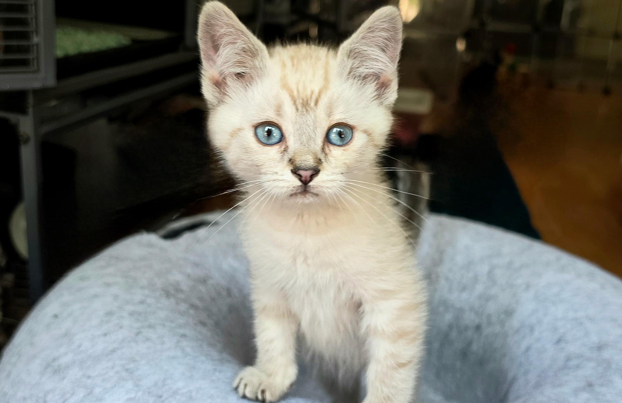 Kai, adopted, Kitten Male Siamese & Domestic Short Hair.