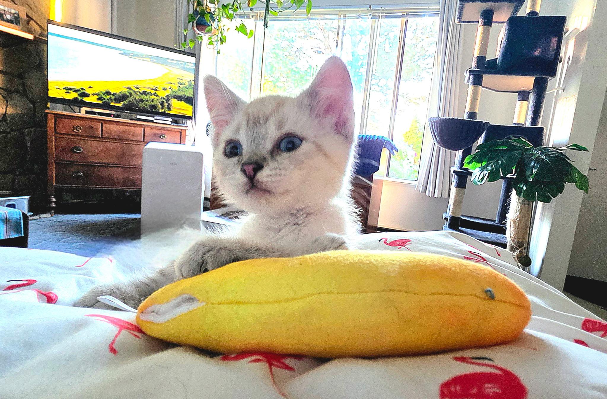 Enlarge Kai, an adopted mixed breed in Portland, OR image 3/4