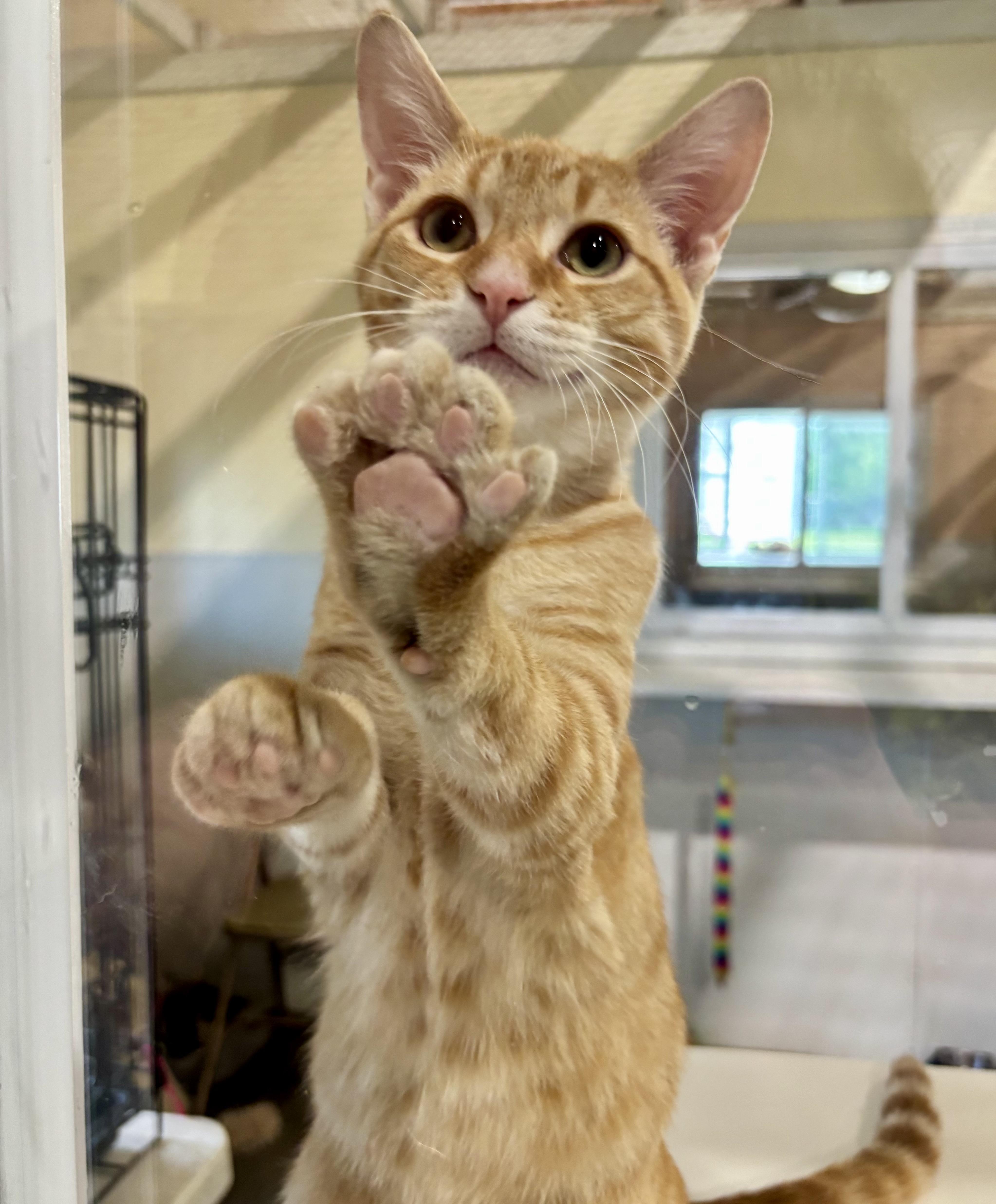 Tuck, a ADOPTABLE Domestic Short Hair in Shenandoah, IA image 2/2