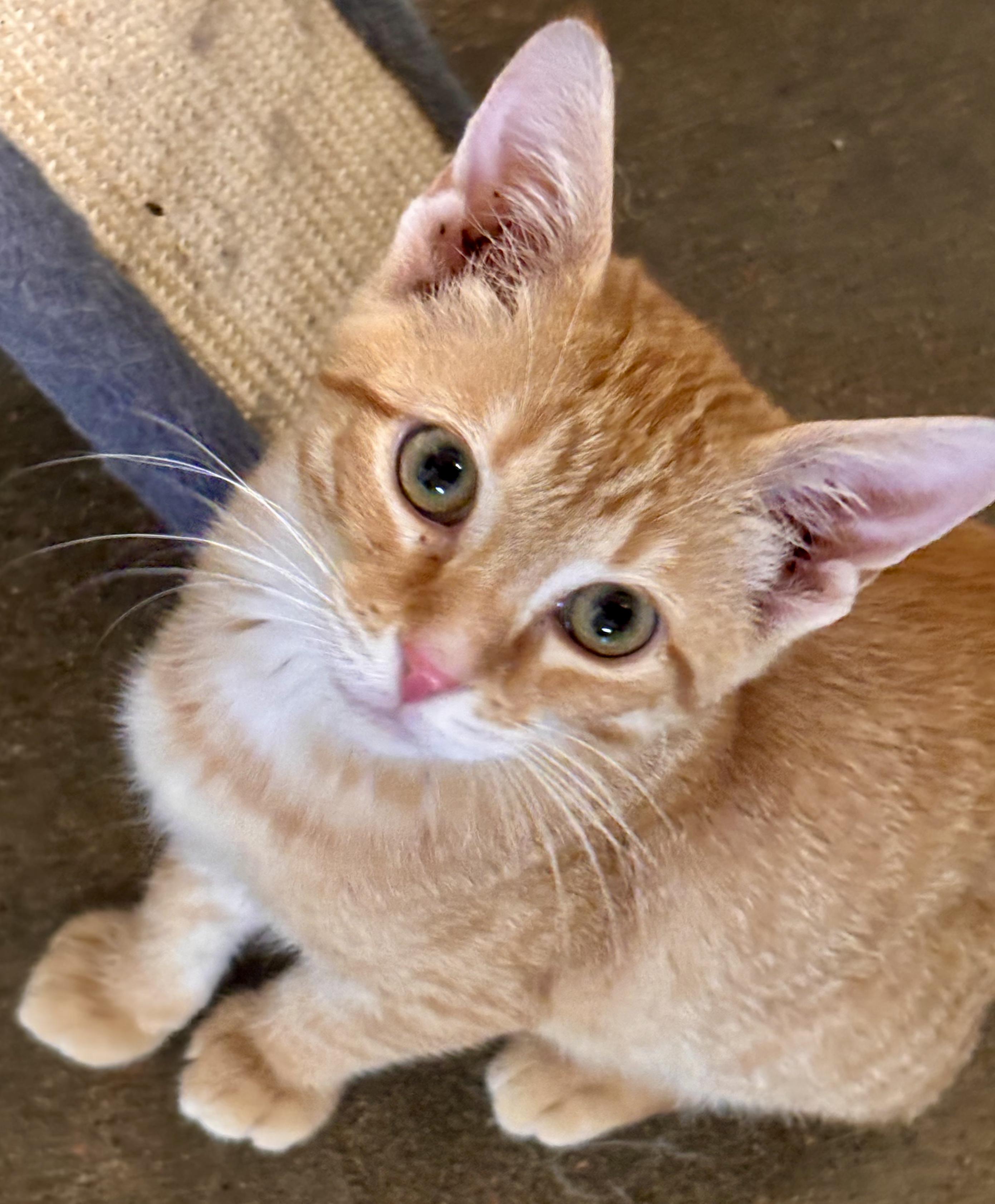 Tuck, ADOPTABLE, Kitten Male Domestic Short Hair.