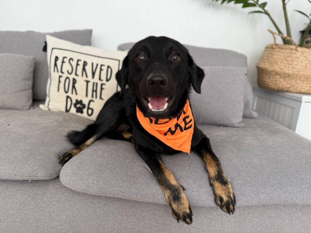 Dony, a Adoptable mixed breed in Naranjito, PR image 2/6