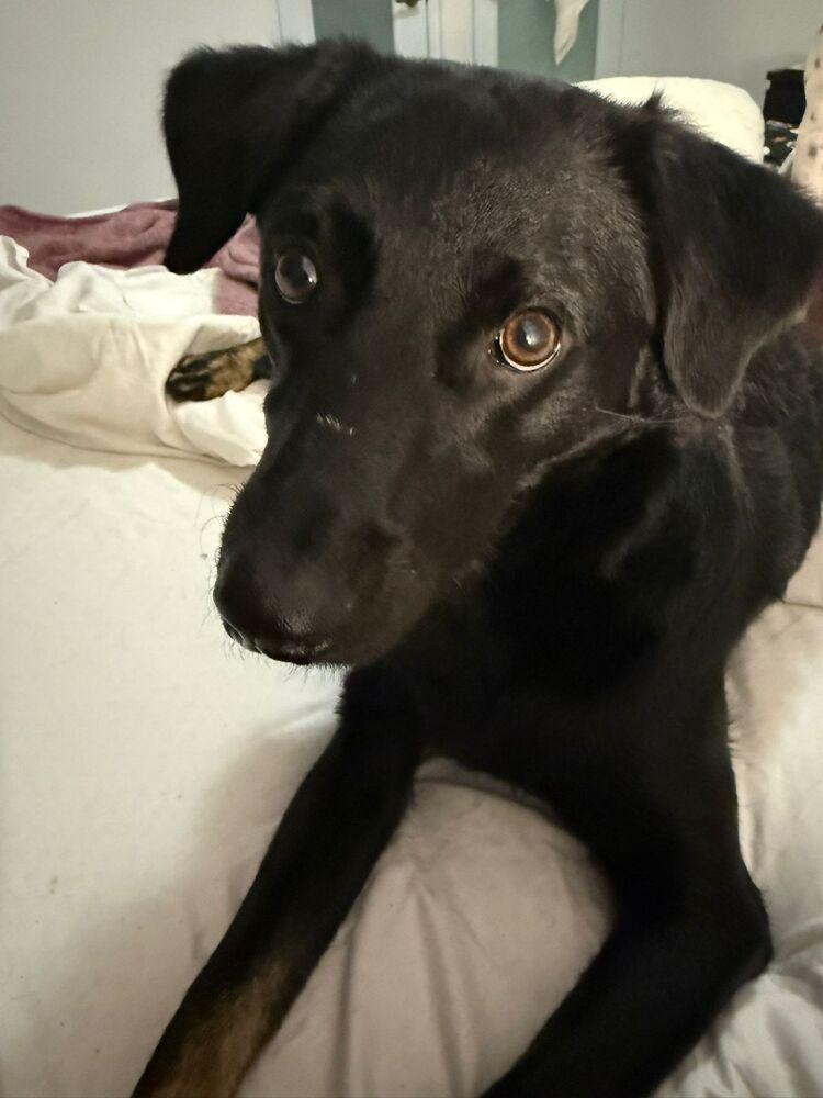 Dony, a Adoptable mixed breed in Naranjito, PR image 3/6