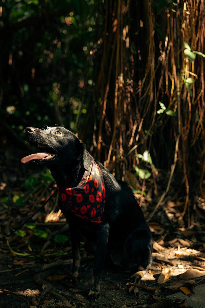 Dony, a Adoptable mixed breed in Naranjito, PR image 4/6