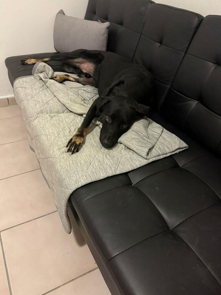 Dony, a Adoptable mixed breed in Naranjito, PR image 5/6