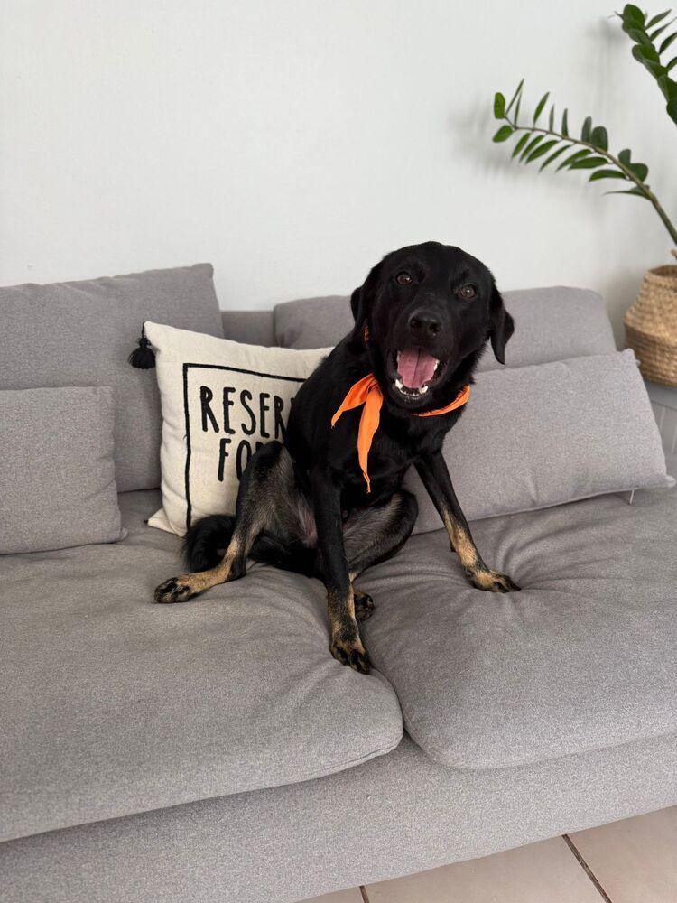 Dony, a Adoptable mixed breed in Naranjito, PR image 6/6