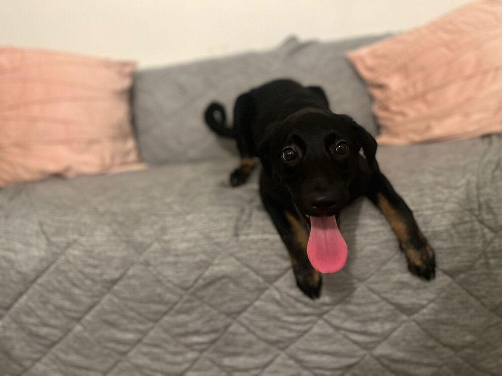 Dony, Adoptable, Young Male Labrador Retriever.