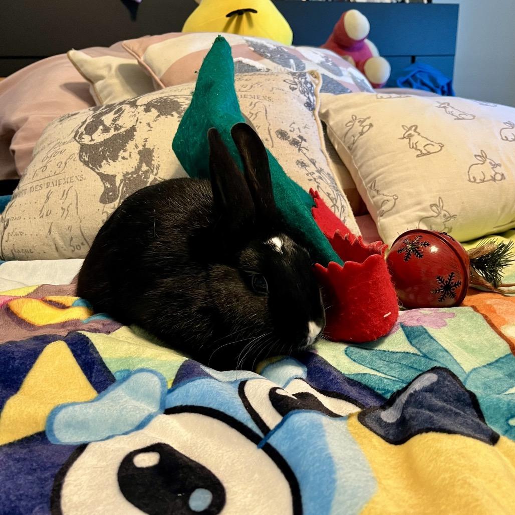 French Hen, Adoptable, Baby Female Mini Lop.