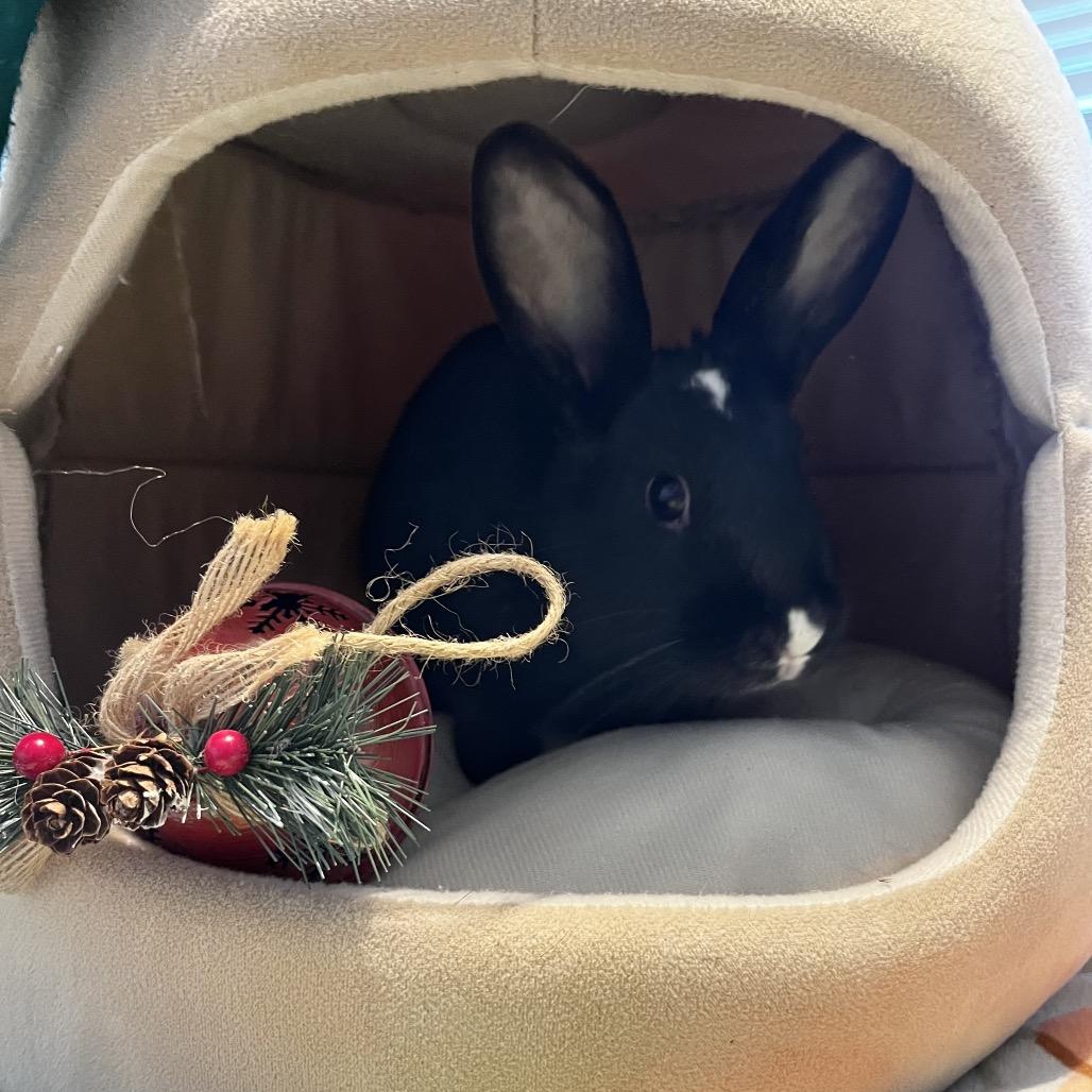 Enlarge French Hen, a Adoptable Mini Lop in Warwick, RI image 2/6