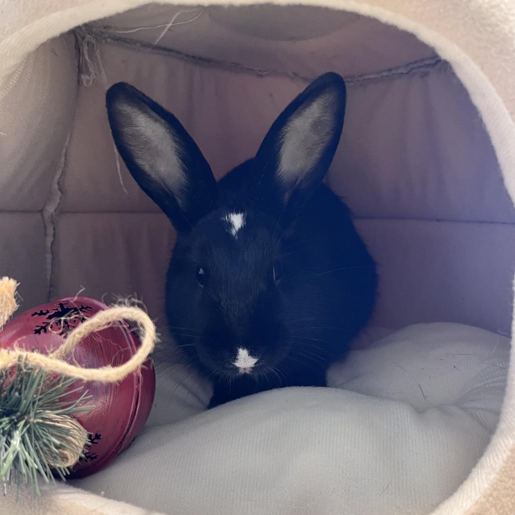 Enlarge French Hen, a Adoptable Mini Lop in Warwick, RI image 3/6
