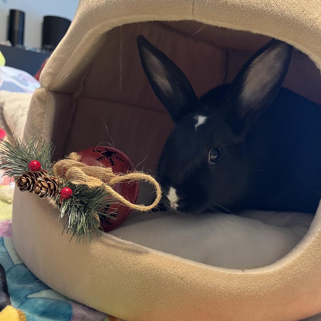 Enlarge French Hen, a Adoptable Mini Lop in Warwick, RI image 4/6
