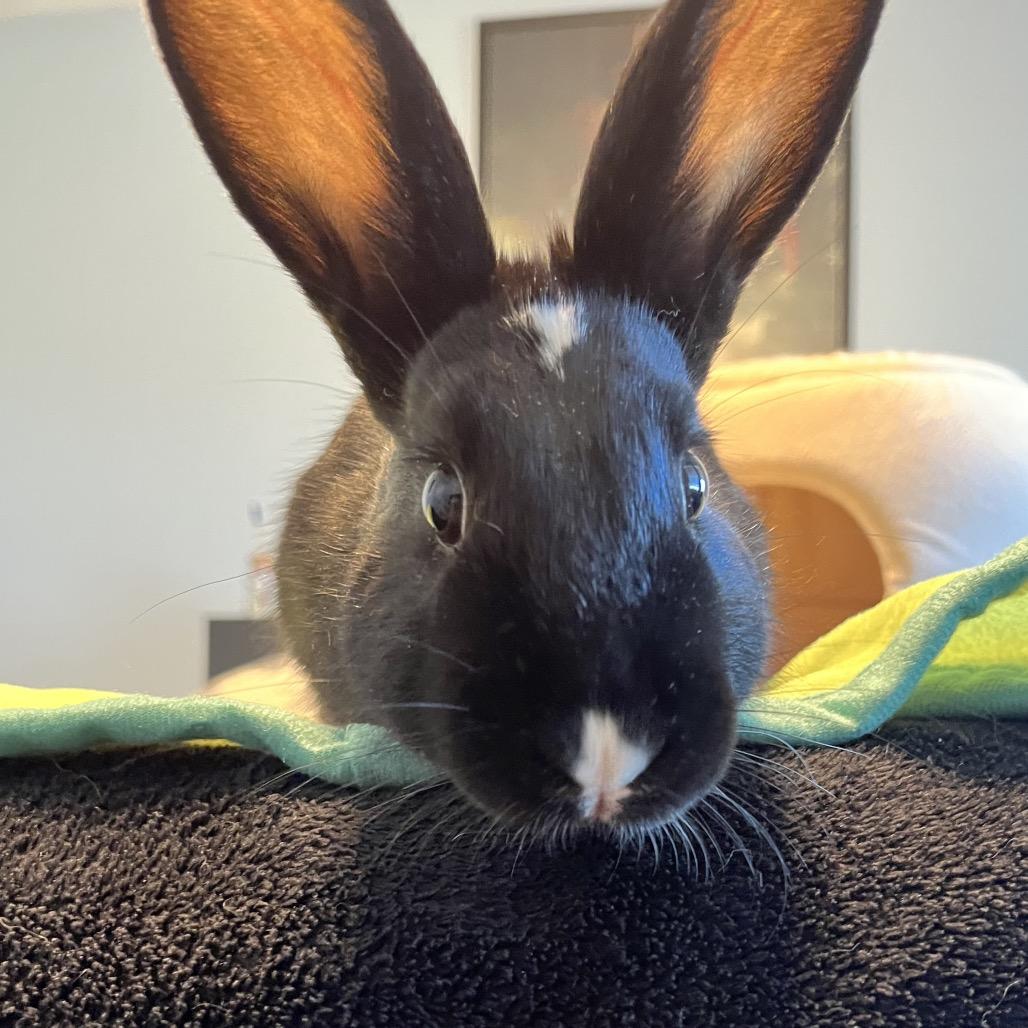 Enlarge French Hen, a Adoptable Mini Lop in Warwick, RI image 5/6