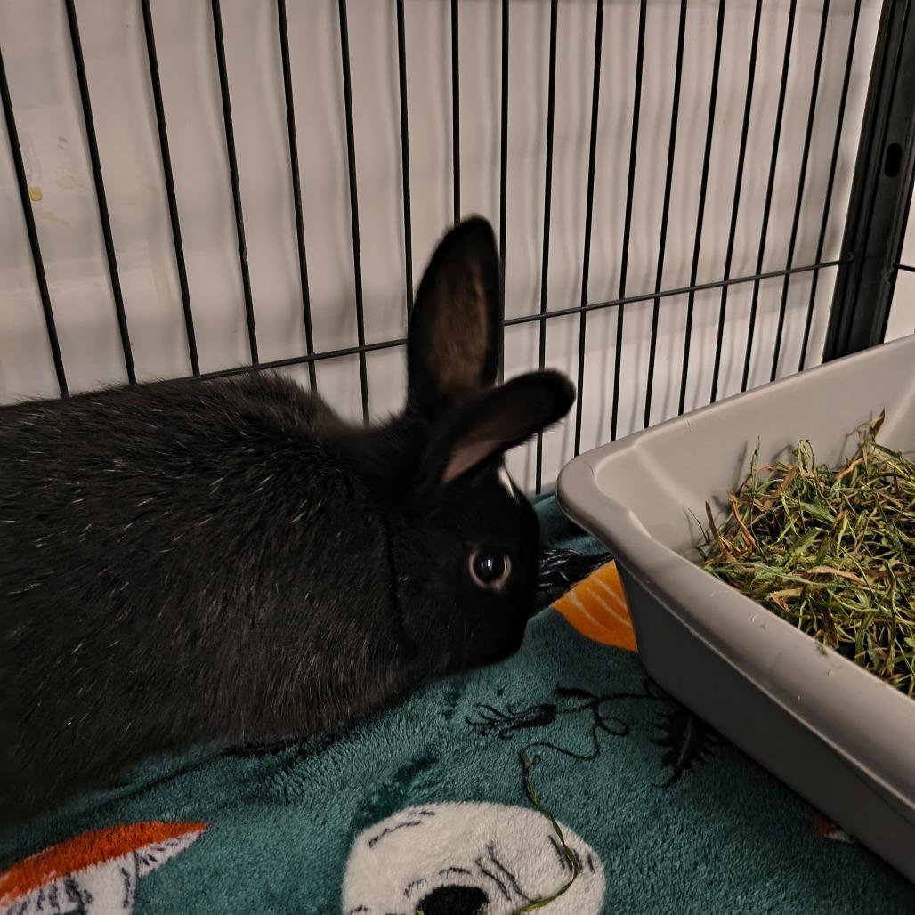 Enlarge French Hen, a Adoptable Mini Lop in Warwick, RI image 6/6