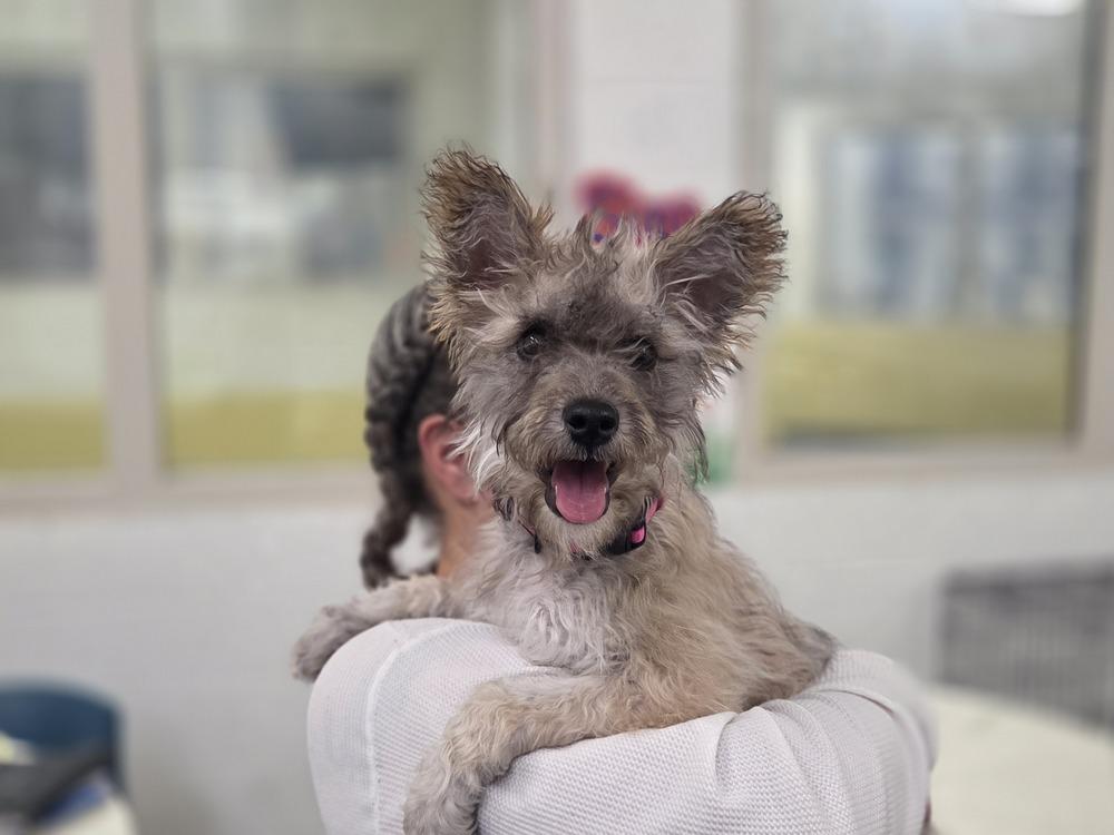 Wednesday, Adoptable, Puppy Female Terrier.