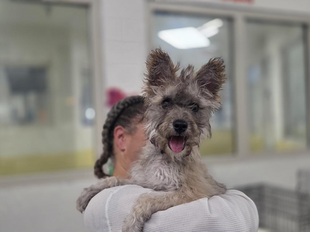 Enlarge Wednesday, a Adoptable mixed breed in Lockhart, TX image 3/6