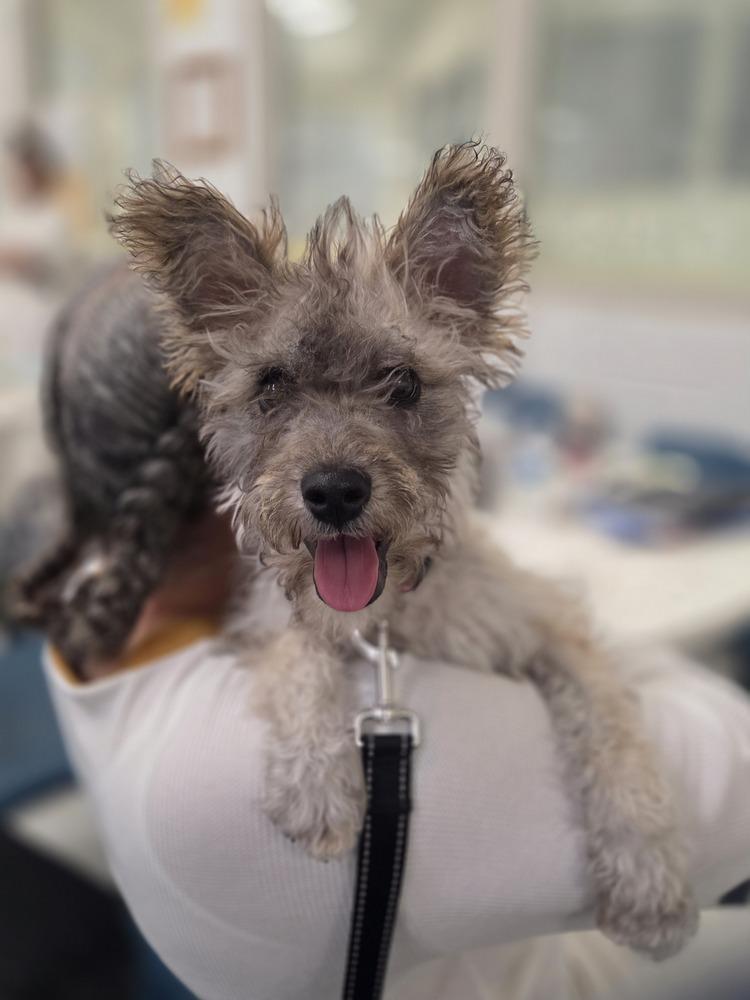 Enlarge Wednesday, a Adoptable mixed breed in Lockhart, TX image 4/6