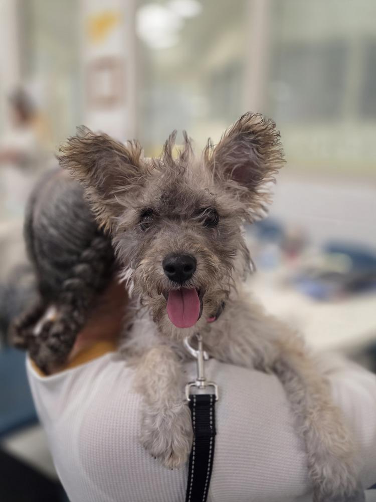 Enlarge Wednesday, a Adoptable mixed breed in Lockhart, TX image 5/6