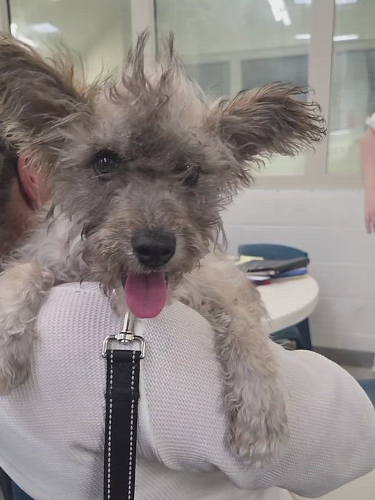 Enlarge Wednesday, a Adoptable mixed breed in Lockhart, TX video 6/6