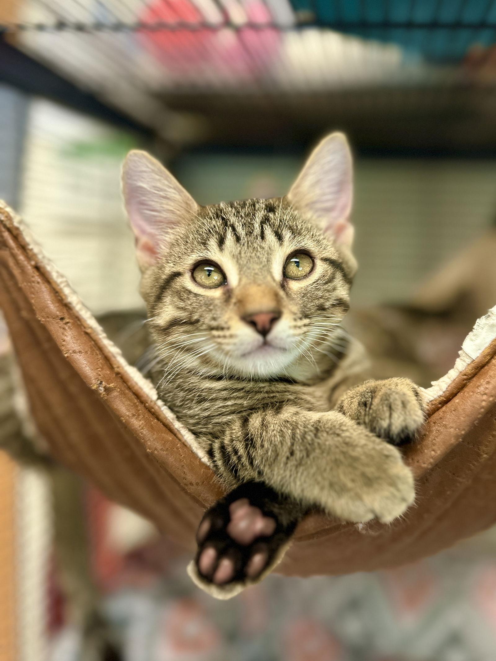 Enlarge Kendall, a Adopted Domestic Short Hair in West Cornwall, CT image 1/3