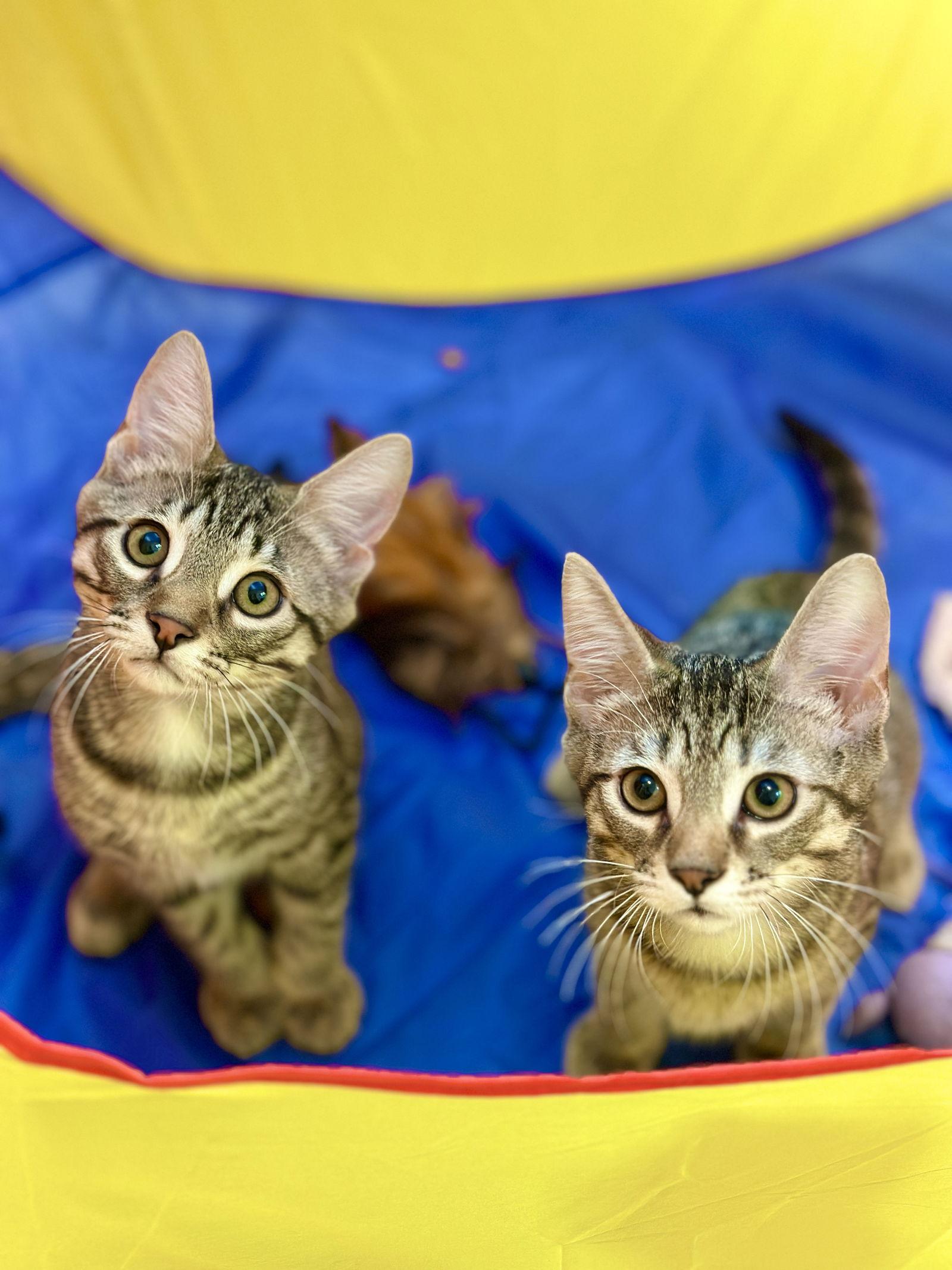 Enlarge Kendall, a Adopted Domestic Short Hair in West Cornwall, CT image 2/3