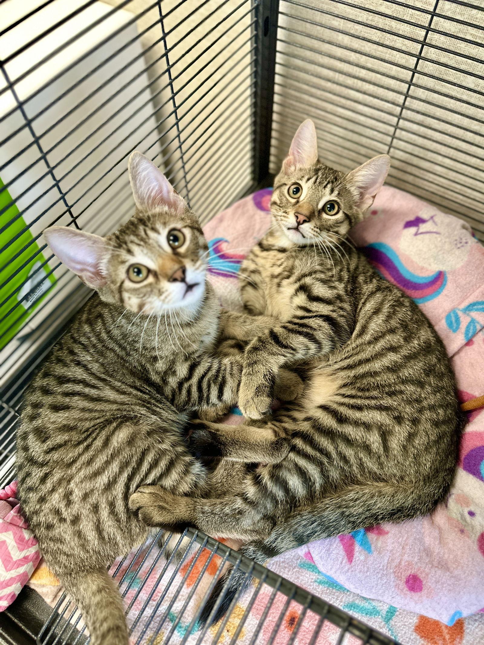 Enlarge Kendall, a Adopted Domestic Short Hair in West Cornwall, CT image 3/3