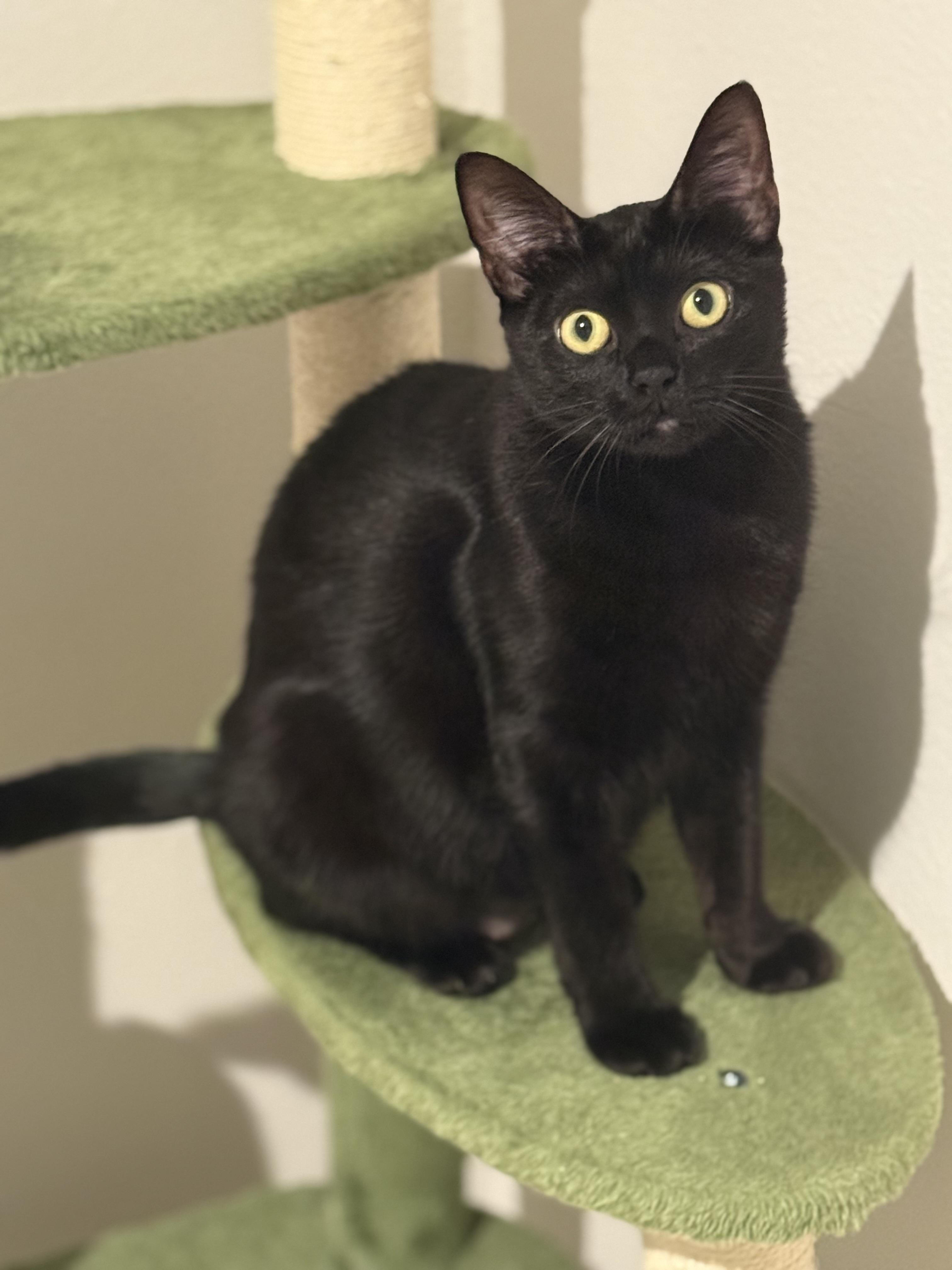 Enlarge Lilibet, a Adoptable mixed breed in Kissimmee, FL image 1/6