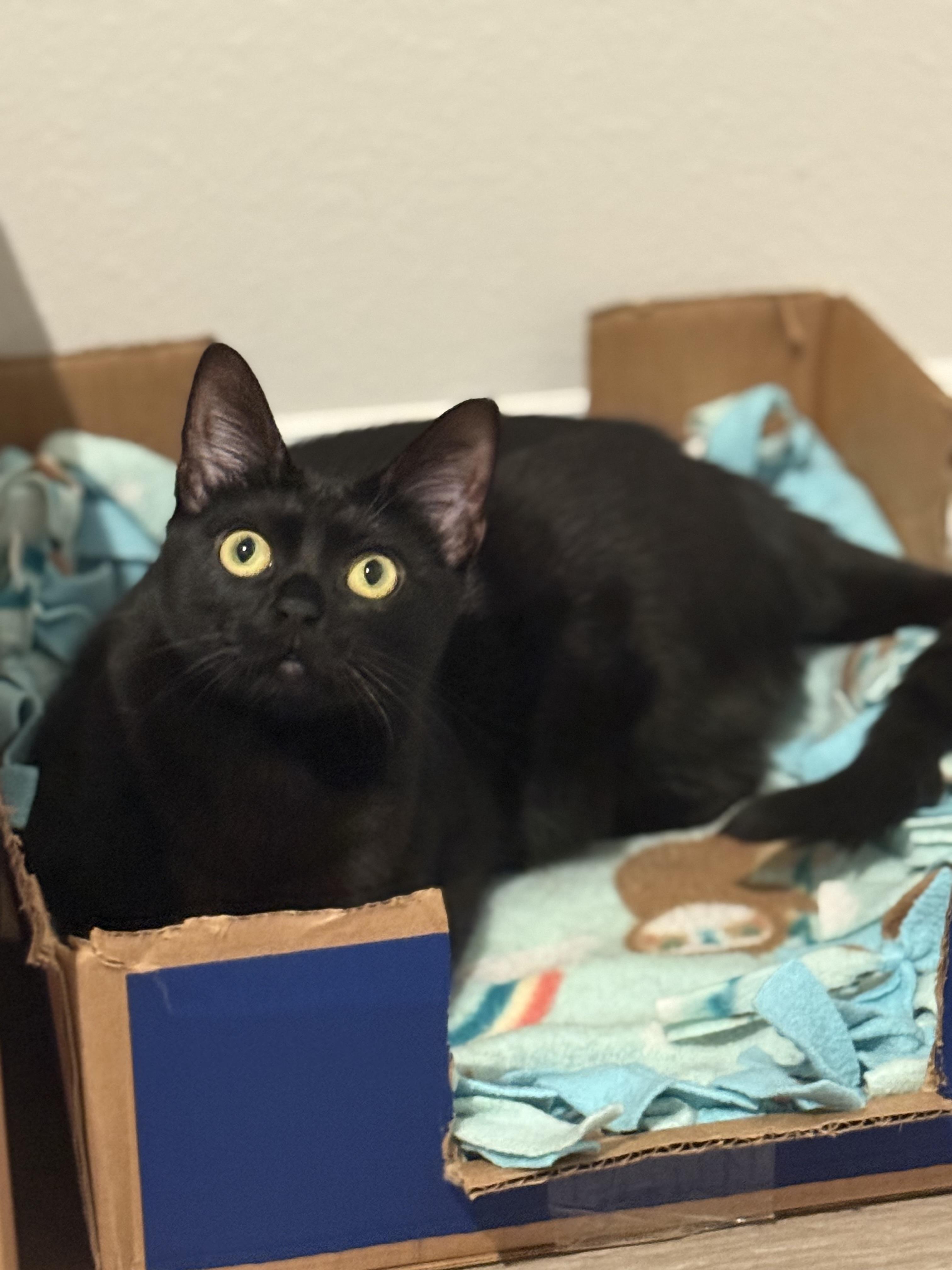 Enlarge Lilibet, a Adoptable mixed breed in Kissimmee, FL image 2/6