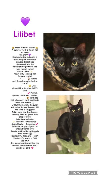 Enlarge Lilibet, a Adoptable mixed breed in Kissimmee, FL video 6/6