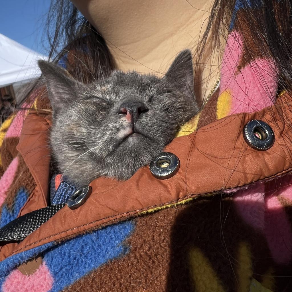 Lady Horth, a Adoptable Domestic Short Hair in Phoenix, AZ image 1/6