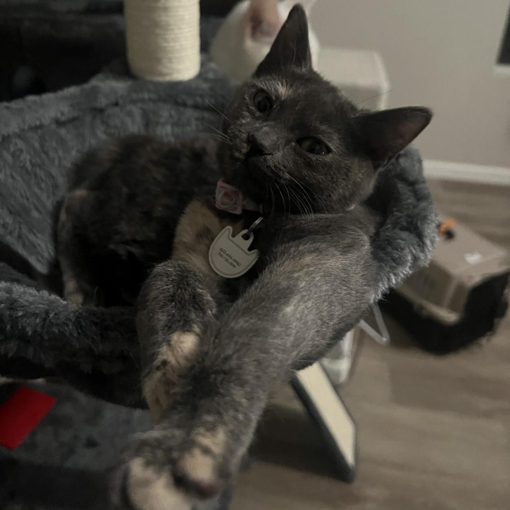 Lady Horth, a Adoptable Domestic Short Hair in Phoenix, AZ image 5/6