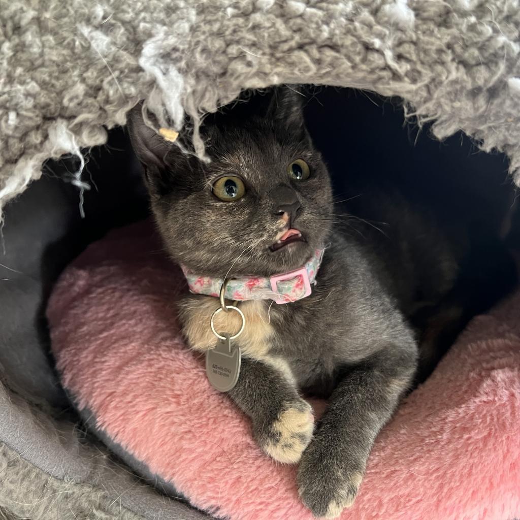 Lady Horth, a Adoptable Domestic Short Hair in Phoenix, AZ image 6/6