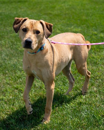 Hank, Adoptable, Adult Male Pit Bull Terrier & Mixed Breed.