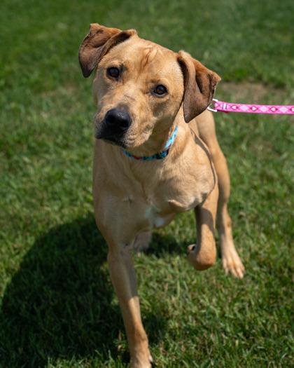 Hank, a Adoptable mixed breed in Pequot Lakes, MN image 2/2