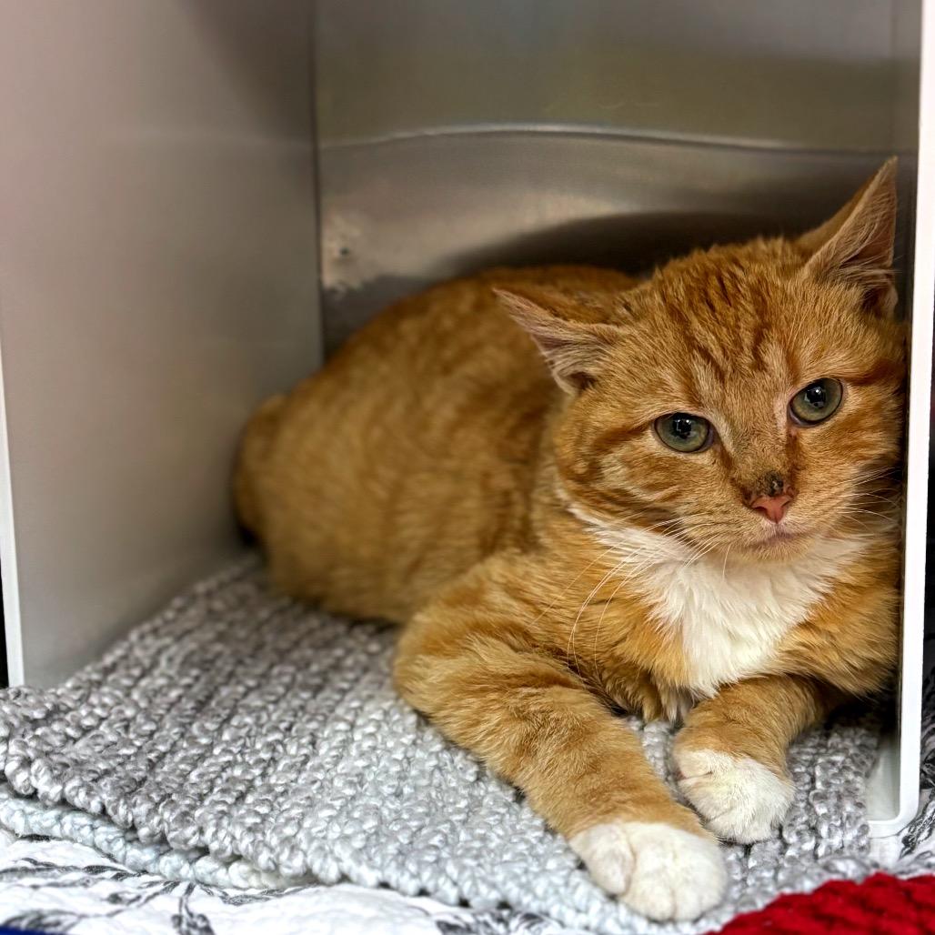 Enlarge O'Malley (In Foster), a Adoptable Domestic Short Hair in Vineland, NJ image 1/3