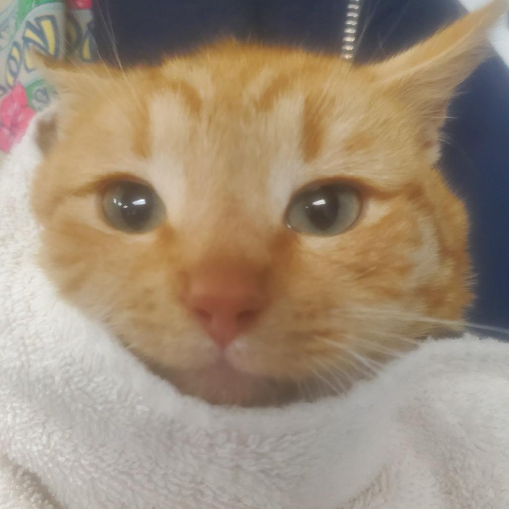 Enlarge O'Malley (In Foster), a Adoptable Domestic Short Hair in Vineland, NJ image 2/3