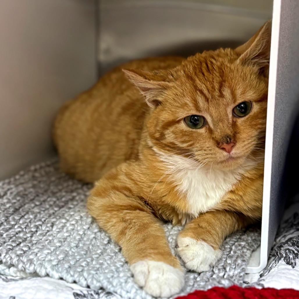 Enlarge O'Malley (In Foster), a Adoptable Domestic Short Hair in Vineland, NJ image 3/3