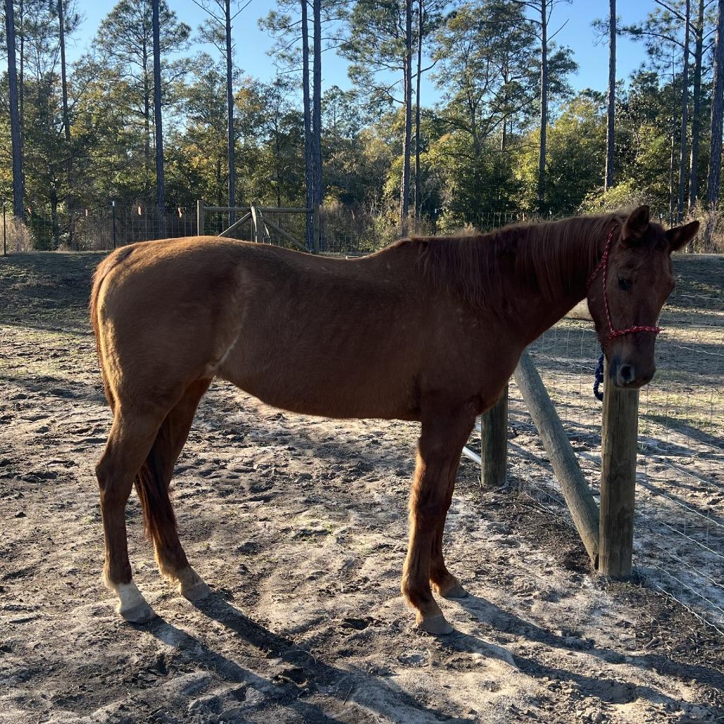 Enlarge Lady Bug, a Adoptable Quarterhorse in Freeport, FL image 2/6