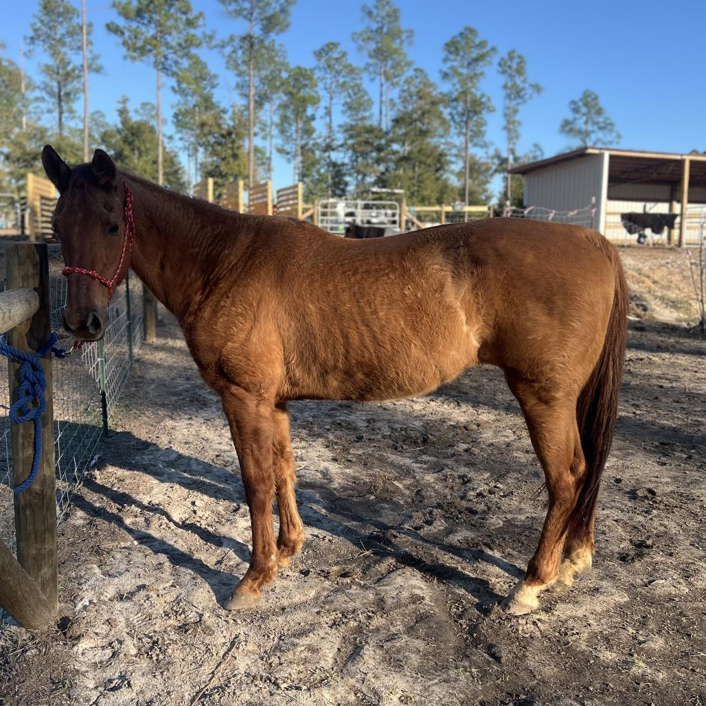Enlarge Lady Bug, a Adoptable Quarterhorse in Freeport, FL image 4/6