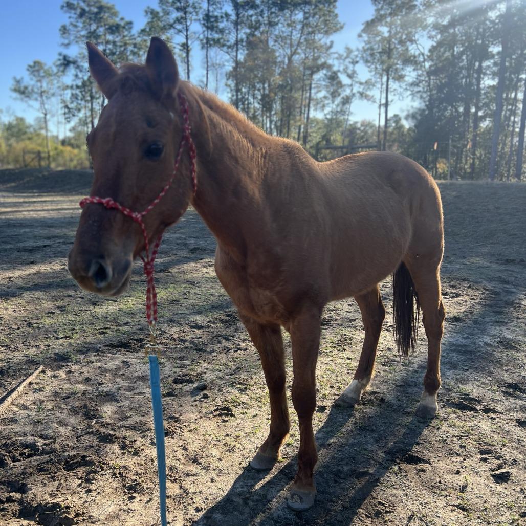 Lady Bug, a Adoptable Quarterhorse in Freeport, FL image 4/6