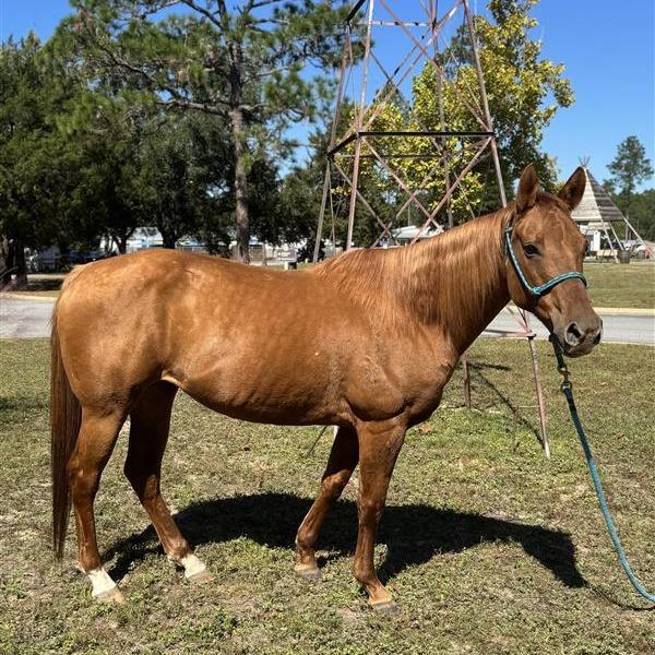 Enlarge Lady Bug, a Adoptable Quarterhorse in Freeport, FL image 6/6