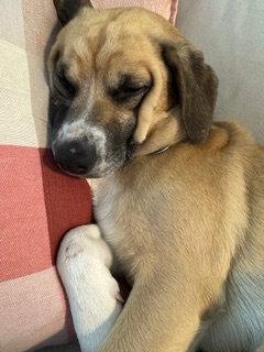 Artie, Adoptable, Young Male Beagle.