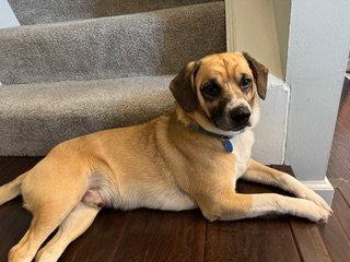 Enlarge Artie, a Adoptable Beagle in Powell, OH image 3/3
