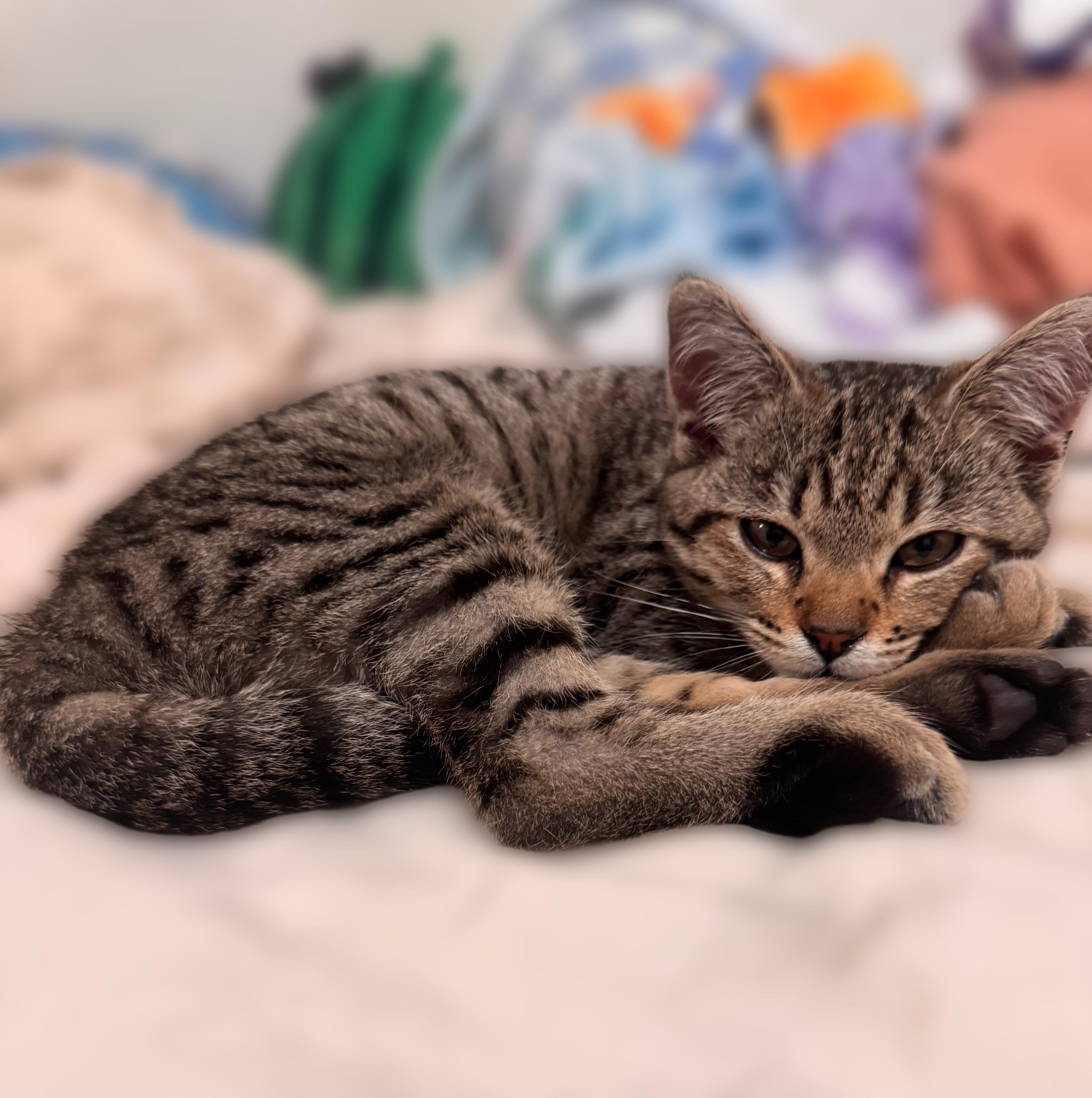 Coco, an adopted Domestic Short Hair in Bell Gardens, CA image 4/6