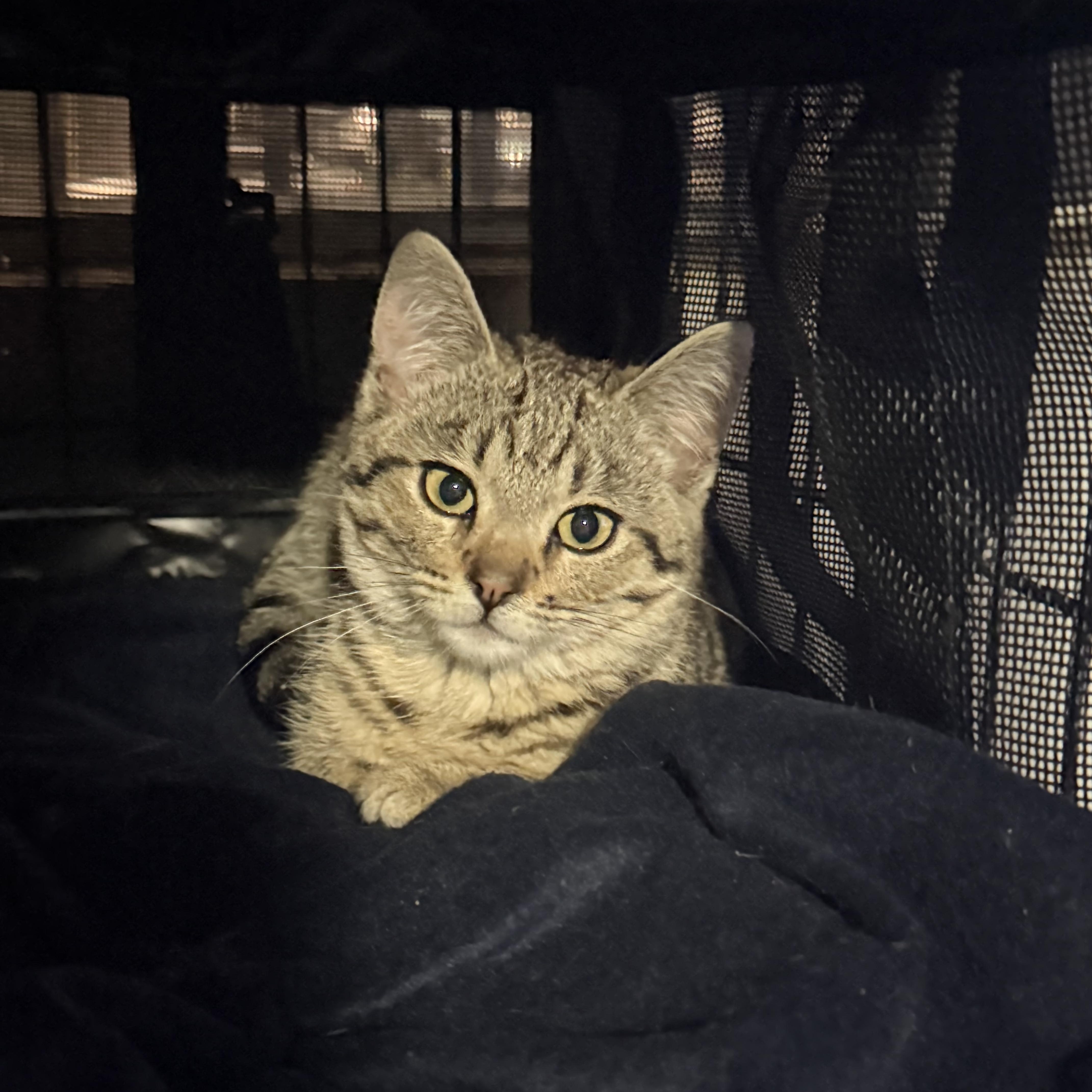 Coco, an adopted Domestic Short Hair in Bell Gardens, CA image 5/6