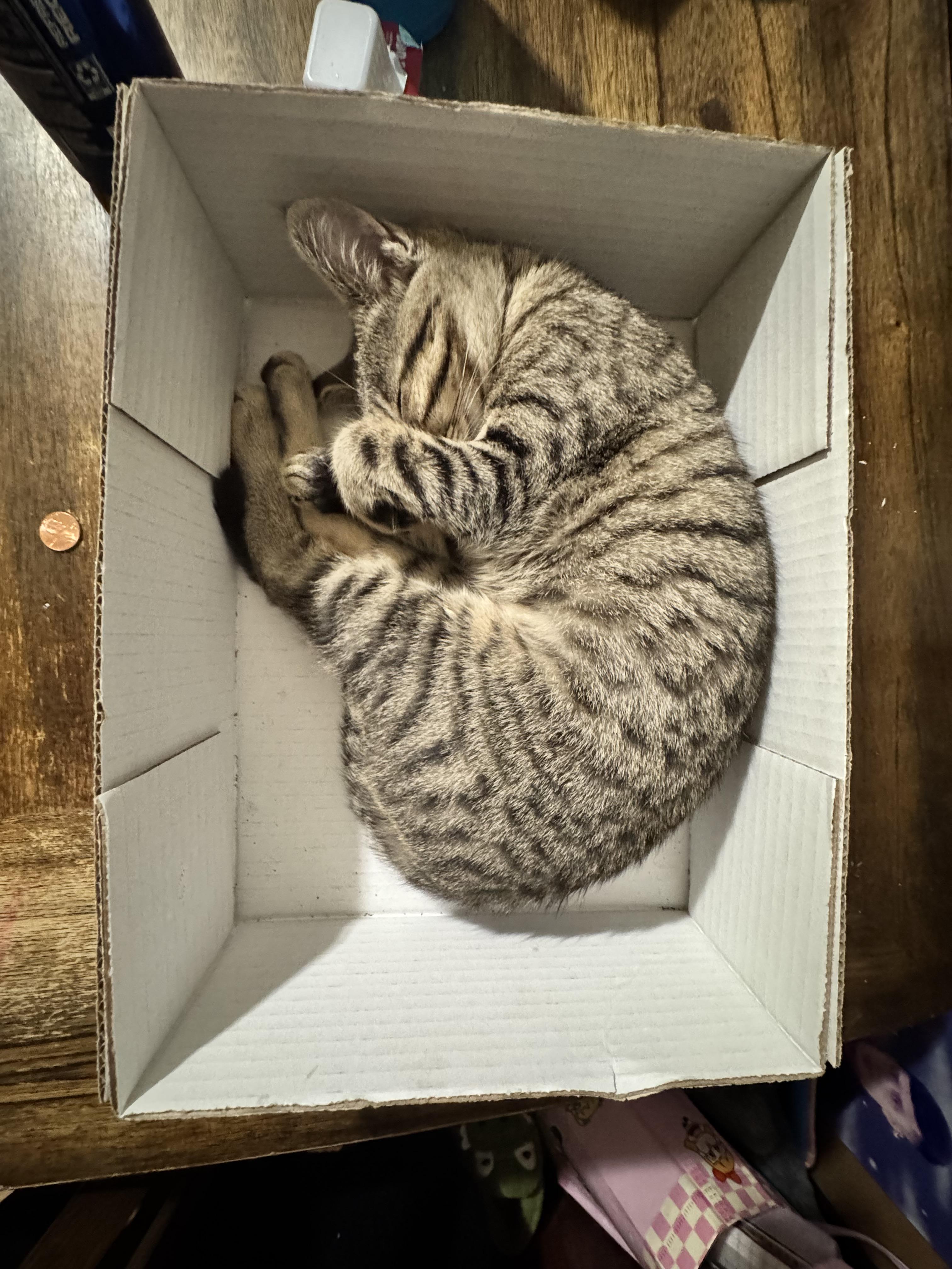 Coco, an adopted Domestic Short Hair in Bell Gardens, CA image 6/6