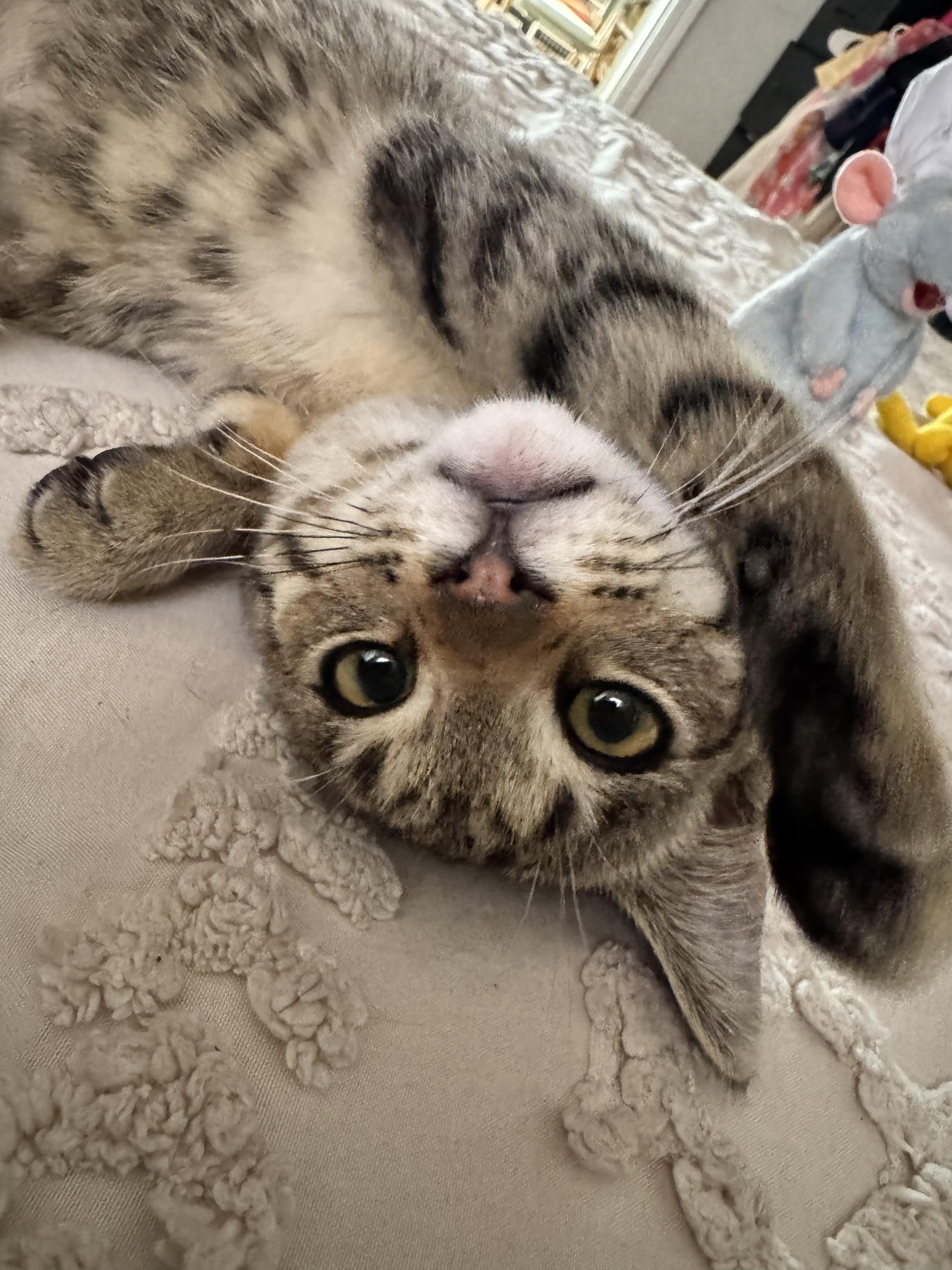 Coco, an adopted Domestic Short Hair in Bell Gardens, CA image 1/6