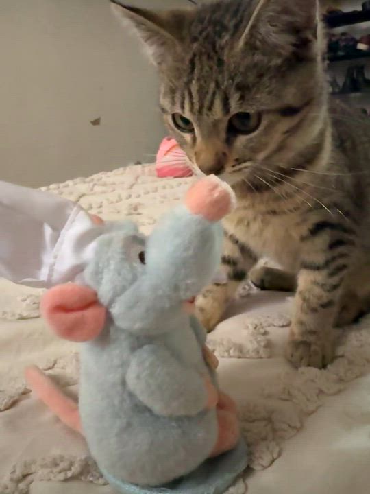 Enlarge Coco, an adopted Domestic Short Hair in Bell Gardens, CA video 2/6