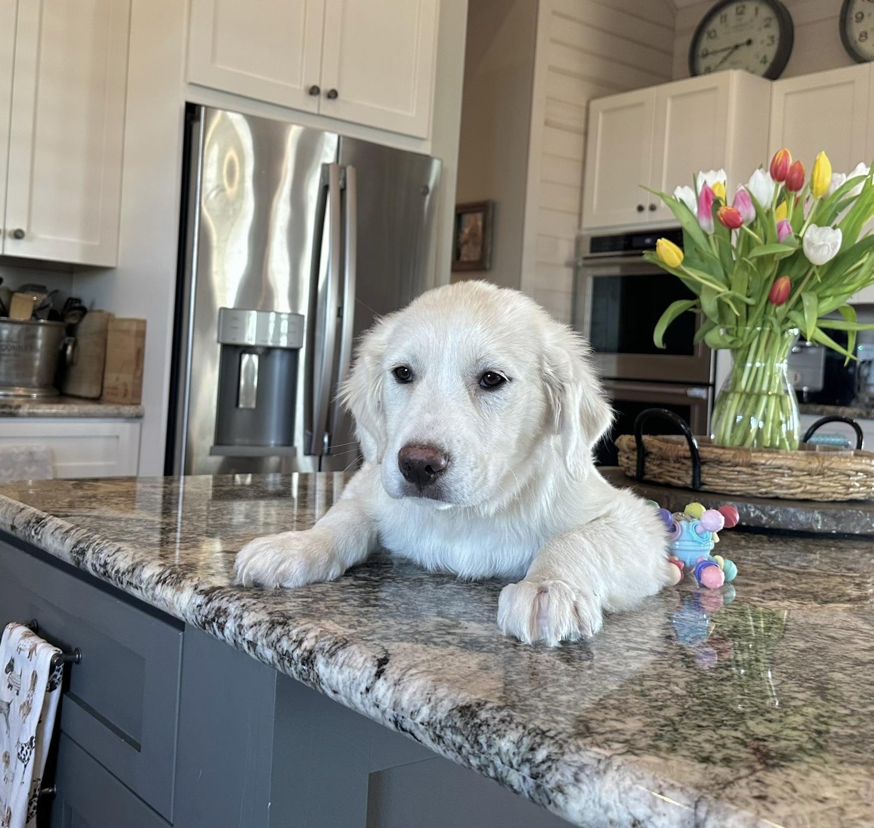 Enlarge Finn, an adopted mixed breed in West Islip, NY image 1/6