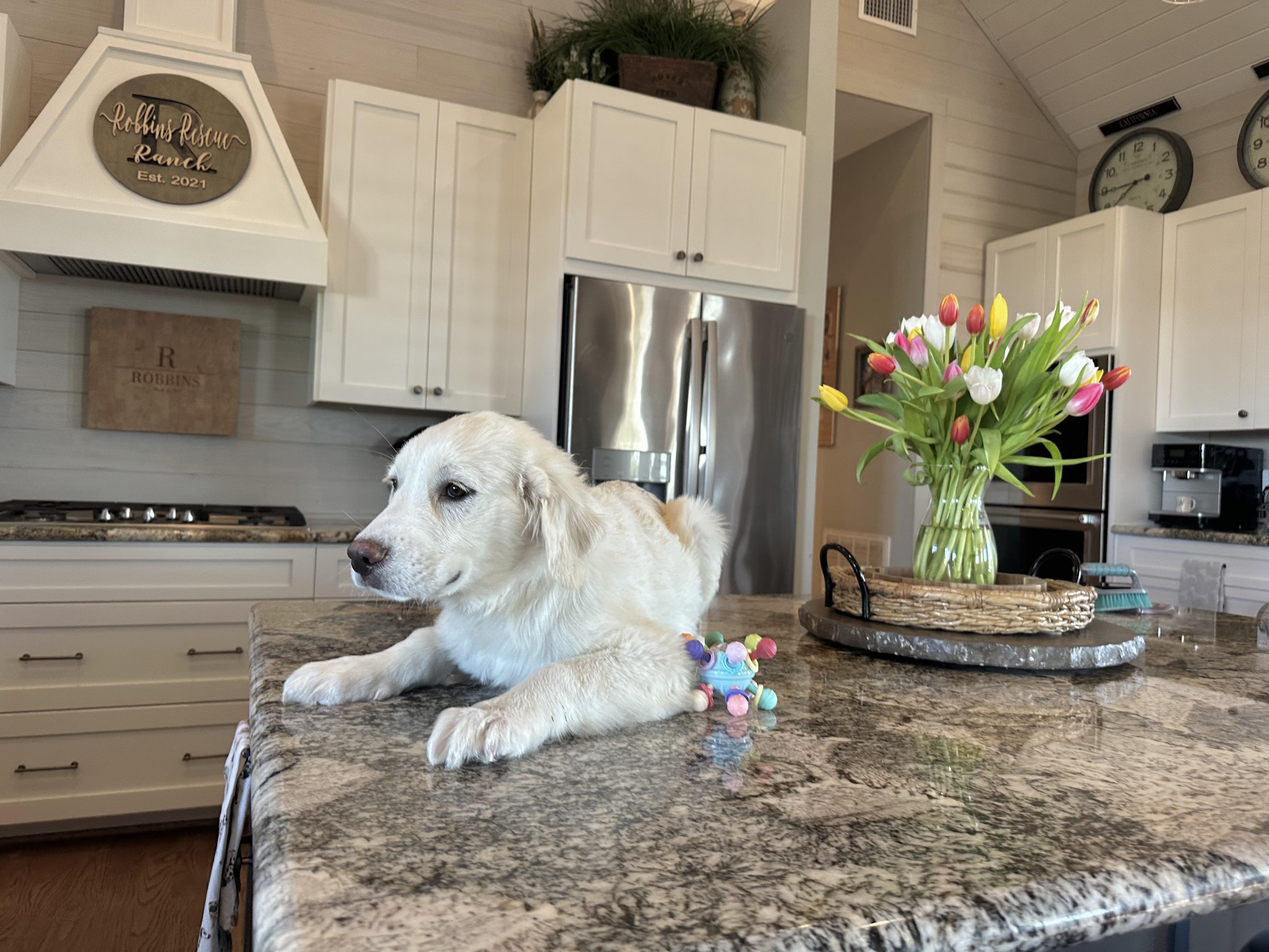 Enlarge Finn, an adopted mixed breed in West Islip, NY image 2/6