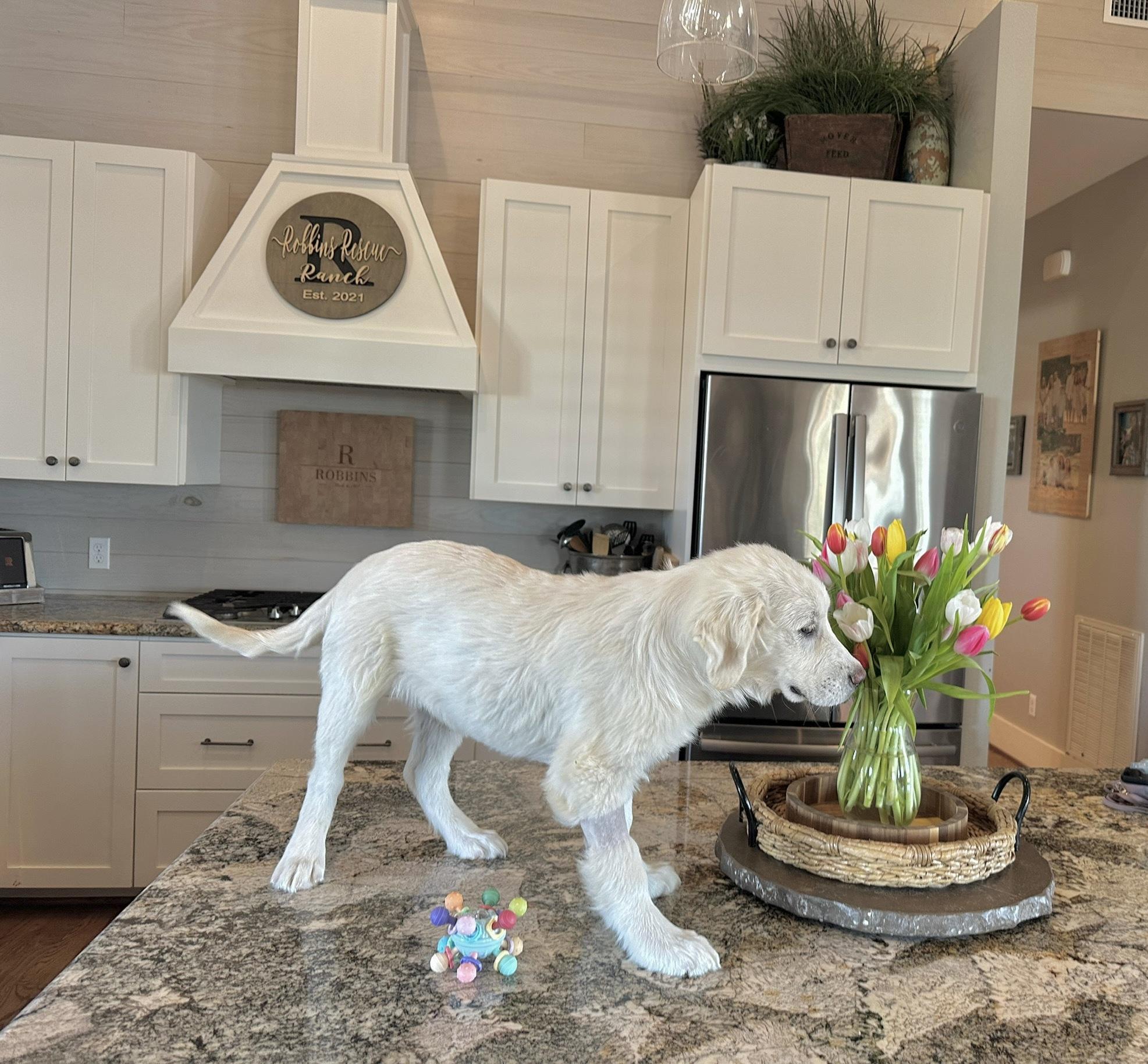 Enlarge Finn, an adopted mixed breed in West Islip, NY image 3/6